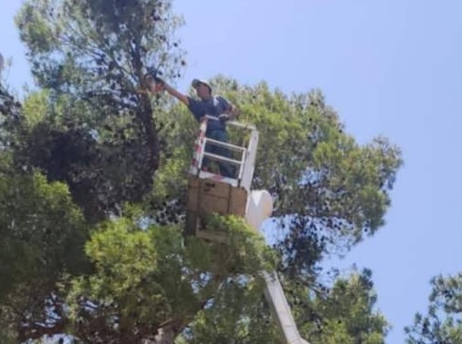 Καθαρισμός Πεύκων